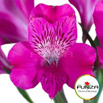 Flores Funza - Flores Funza